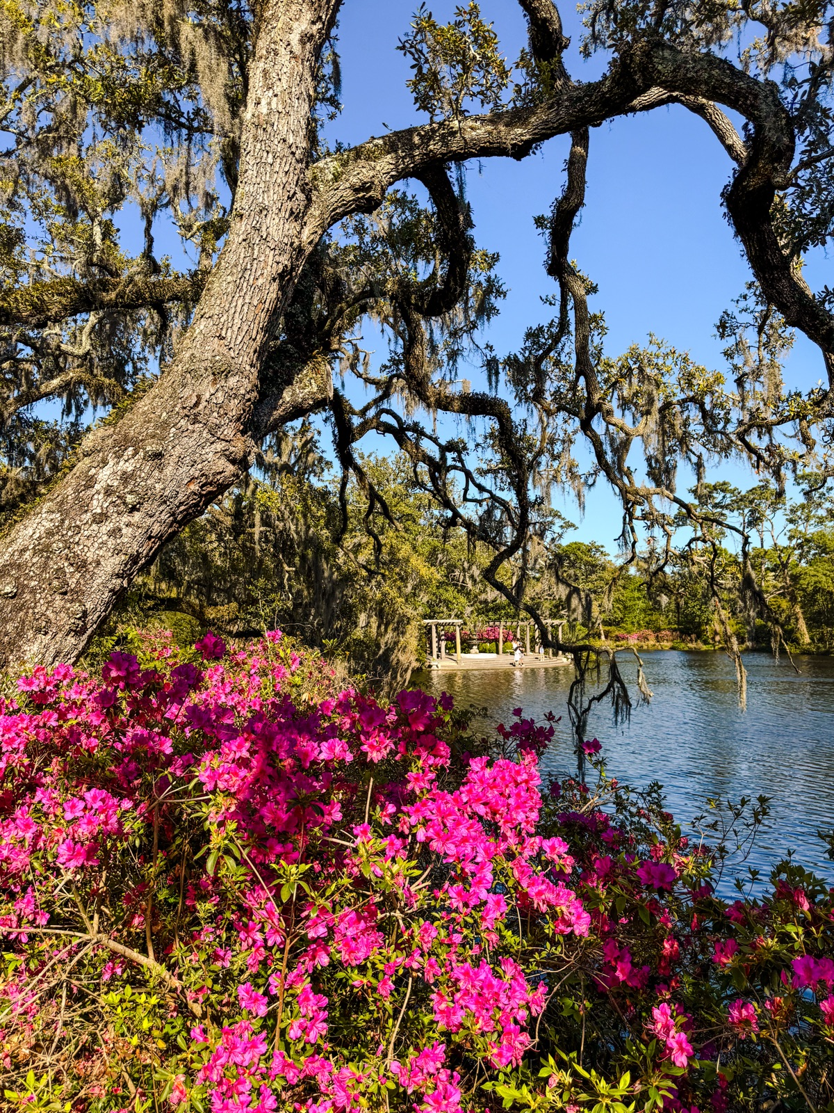 Azaleas in bloom at Airlie Gardens during the NC Azalea Festival